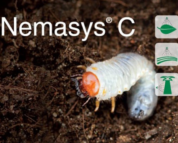 Nemasys® C - Η βιολογική αντιμετώπιση των εχθρών του χλοοτάπητα