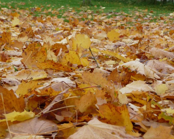 Autumn care for sod